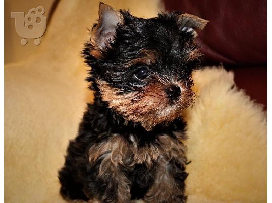 Μικρά κουτάβια Yorkie
